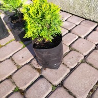 Tuja Danica, kulista