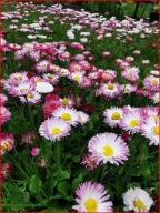 Stokrotka Biała KWITNIE CAŁE LATO Ładne Sadzonki P8 w doniczce miododajna