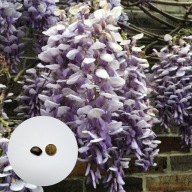 Wisteria sinensis – glicynia chińska | 1 nasiono + instrukcja wysiewu