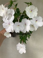 Achimenes longiflora alba/Jauregia Maxima - kłącze