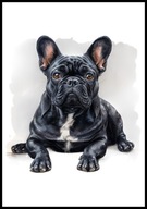 A2 OBRAZ PLAKAT PIES PUPIL PLAKAT BULDOG FRANCUSKI