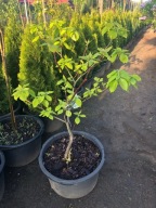 DEREŃ Pagodowy Wys ok. 150cm Donica 65l Leszno