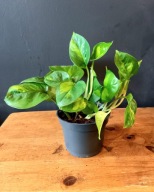 Epipremnum aureum global green SADZONKA 20 cm