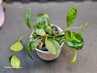 HOJA HOYA Lacunosa Amarillo