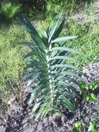 Wilczomlecz groszkowy (Euphorbia Lathyris)antykret