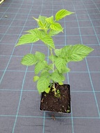 Malina czarna MEGAN Rubus occidentalis Sadzonka