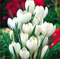 KROKUS ZWIASTUN WIOSNY BIAŁY W POJEMNIKU 10 CM P9 WIELOLETNI MROZOODPORNY