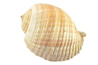 PIĘKNA DUŻA MUSZLA MORSKA 20 cm ZOBACZ!