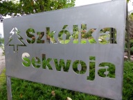 UNIKATOWY KARZEŁEK Jodła kaukaska 'Argan' Abies nordmanniana