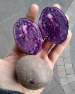 fioletowe ziemniaki provita 5 kg