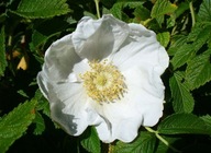 RÓŻA POMARSZCZONA BIAŁA ROSA ALBA BOMBA WITAMINY C NA PRZETWORY JADALNA