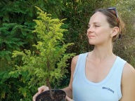 Jałowiec Gold Cone 40cm