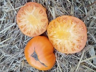 Pomidor Amana orange - najplenniejszy - ogromne owoce - nasiona ***