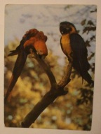 WARSZAWA. ZOO Miejski Ogród Zoologiczny. Ara czerwona i błękitna. Ara macao