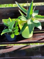 Żyworódka zdrowa lecznicza sadzonka młoda pinnata WARTO!