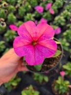 Surfinia Sanguna Mega Pink