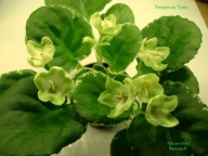 Fiołek afrykański @cięty liść @ Frozen in Time @ standard