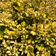 Perukowiec podolski 'Golden Spirit' ('Ancot') P13