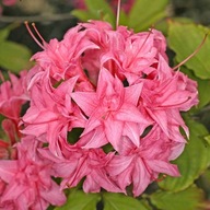 Azalia wielkokwiatowa 'Homebush' | MROZOODPORNA