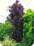 Buk pospolity DAWYCK PURPLE kolumnowy 80-90 cm