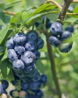 Borówka amerykańska Darrow C2 40/50cm późna, wielkie owoce