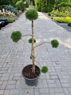 Sosna górska 'Jezek' SZCZEPIONE BIG BONSAI, TOPIARY 6 kul, DUŻA