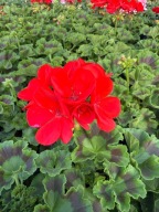 Pelargonia rabatowa Stojąca ładna sadzonka czerwona