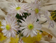 CHRYZANTEMA ZIMUJĄCA KŁĄCZOWA ### BIAŁA STOKROTKA ####