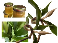 MAZIDŁO ZŁOTY WĄS Z DODATKIEM ŻYWOKOSTU NA CHOROBY SKÓRY BÓLE MIĘŚNI STAWÓW