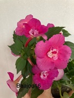 Achimenes NIA - kłącze