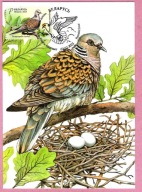 Białoruś 2023 MC FDC. ptaki gołąb turkawka