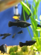 Molinezja Czarna BLACK