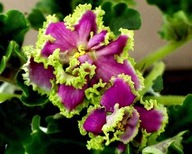 FIOŁEK AFRYKAŃSKI ### KM DEDUSZKA ### 1LIŚĆ