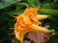Brugmansia datura Langenbuscher Garten