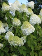 Hortensja bukietowa 'Pandora' (hydrangea paniculata) C3 30/40cm