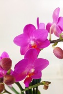 Phalenopsis multiflora storczyk pink flamingo 2