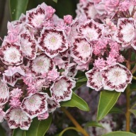 Kalmia szerokolistna GINKONA - DUŻA SADZONKA zimozielona