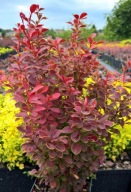 Berberys ORANGE MOON Przebarwiający się w sezonie