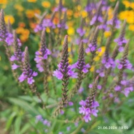 Verbena hastata - fioletowo/niebieska - 600 nasion