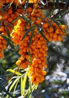 Rokitnik Friesdorfer Orange P9 25cm