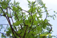 Metasekwoja krzewiasta karłowa wielopędowa stary okaz szczepiona inna