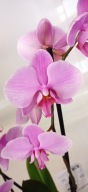 PHALENOPSIS storczyk 5