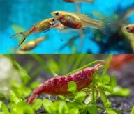 Krewetki akwariowe Red Cherry 10 szt + Gupiki Golden 8 szt