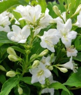 Krzewuszka Candida P9