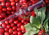 Cornus mas - Dereń jadalny MIODODAJNY 80-110 cm