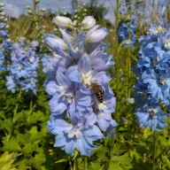 Ostróżka Delphinium Magic Fontain Skay Blue / White Bee