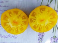 Pomidor JR 18 Capia x Malachitowa nasiona kolekcjonerskie