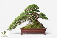 dla miłośników BONSAI Jałowiec rozesłany, procumbens Nana NAJPIĘKNIEJSZY C3