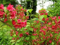 Krzewuszka cudowna na kwitnący żyopłot czerwone kwiaty duże sadzonki