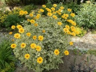 Słoneczniczek szorstki, Słoneczniczek pstry 'Loraine Sunshine'